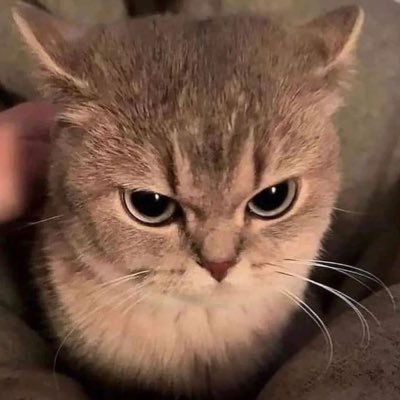 BULEBUSS's profile picture. INTJ ZJU