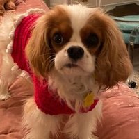 Joyce Wallach (@joycewallach) 's Twitter Profile