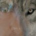 Wolf (@wolflope) Twitter profile photo Wolf (@wolflope) Twitter profile photo