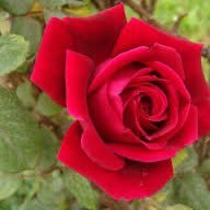 صالحه🫀. (@sa07138) 's Twitter Profile Photo صالحه🫀. (@sa07138) 's Twitter Profile Photo