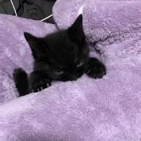 くろみやあい (@zzz_9pl) 's Twitter Profile