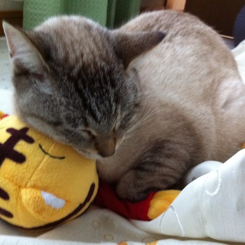 tetsuogu's profile picture. 長野県に住んでる 中年です…初心者ですがよろしくお願いします！