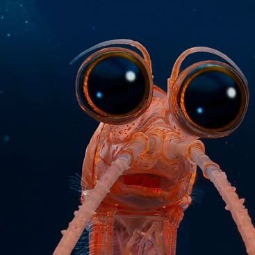 JJKLEVS's profile picture. no m gusta el sushi