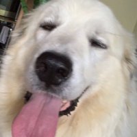 ODGreenHelicopters (@helodrab) 's Twitter Profile