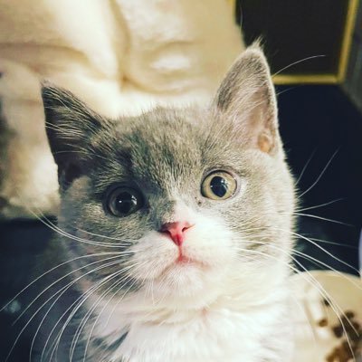 2024年11月16日生まれ、ブルータビーアンドホワイトの女の子👧猫だけど、本やレコードが大好きな文化系キャットです #lovefighters