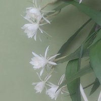Sasabella (@sasasasa1559993) 's Twitter Profile