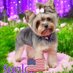 Yorkie Lover (@mimiflfree) Twitter profile photo Yorkie Lover (@mimiflfree) Twitter profile photo