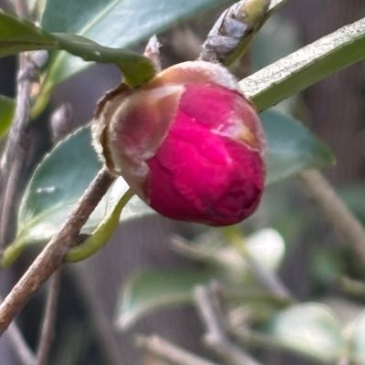 前の名前「あっちゃん」に戻りました。 植木剪定や花が好き❤️。人間関係は下手(私が我がまますぎて!)DM okですが、感覚で0か100で切ります?か100なら大切に。