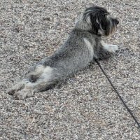 Franktheschnauzer (@frankthesc56146) 's Twitter Profile