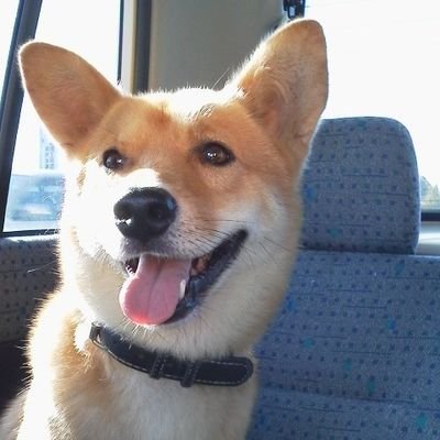 のりたまです。以前のアカウントに戻れなくなりました。こちらで新たによろしくお願い致します🙇♀
草花を育てることとワンニャンが好きです😊愛犬サスケは2018年11月お空組に🌈
