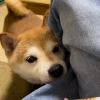 柴犬たま (@tamajiro0516) Twitter profile photo