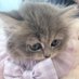 子猫のはにー🍯🐾 (@honey_fuwafuwa) Twitter profile photo 子猫のはにー🍯🐾 (@honey_fuwafuwa) Twitter profile photo