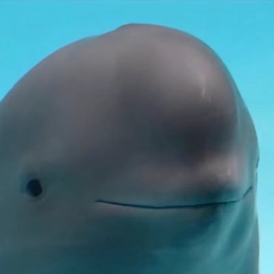 AYYJAYY Profile