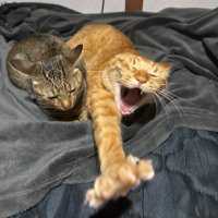 むっち (@m_1u___) Twitter profile photo