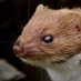 The Weasel and the Jerboa 🍉 (@weaselandjerboa) Twitter profile photo The Weasel and the Jerboa 🍉 (@weaselandjerboa) Twitter profile photo