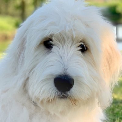 DoodleMom's profile picture. 