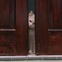 ؘ (@btsisbodacious) 's Twitter Profile