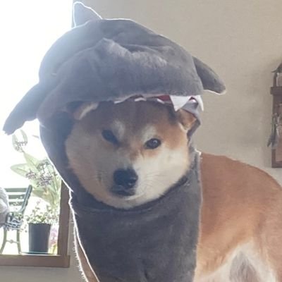 nikonikofuuchan's profile picture. 柴犬、live、ヘアアレンジ、ネイル、デパコスプチプラ拘りなくコスメ好き💄　　　　
🎸BROS. 🚴SAS応援団
👑CLUBGNU🐃