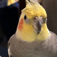 chiyoro0210 (@cockatiel0806) Twitter profile photo