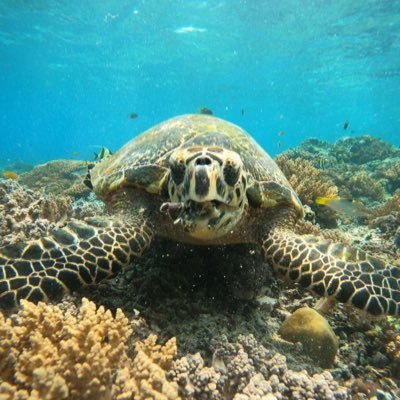 torbjrnbeining's profile picture. I am Thorbear