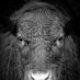 Noordin Mbosa (@nmbosa) Twitter profile photo Noordin Mbosa (@nmbosa) Twitter profile photo