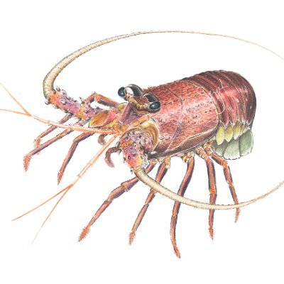 We must cancel AUKUS so we can secure the future of Australian lobster exports. The Chinese century is here! 🇨🇳😘