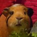Lela (schlofi) (@notquitelela) Twitter profile photo Lela (schlofi) (@notquitelela) Twitter profile photo