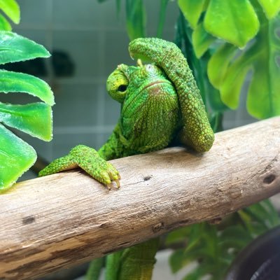 カメレオンのブリーディングと育成をしてます☺️ 他にもエジプトトゲオアガマ 錦トゲオアガマ アカメカブトトカゲ フトアゴヒゲトカゲハイポゼロ セイブシシバナヘビのブリーディングも挑戦中です!