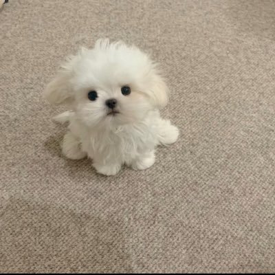 gdngzhng1's profile picture. 我想睡觉💤