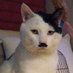 animals (@funnyanimas) Twitter profile photo animals (@funnyanimas) Twitter profile photo