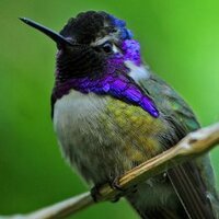 Hummingbird Brigade (@hummingbirdbrig) 's Twitter Profile