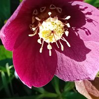 Northern Gardener🌱🇬🇧🏴 (@anortherngarden) 's Twitter Profile Photo Northern Gardener🌱🇬🇧🏴 (@anortherngarden) 's Twitter Profile Photo