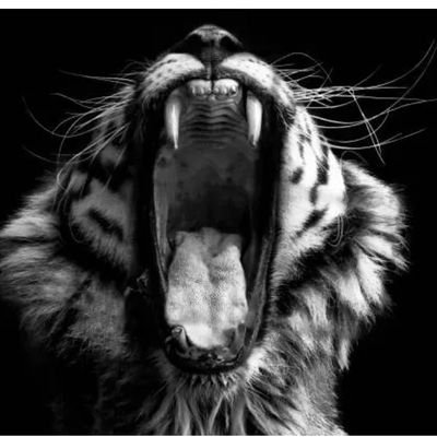 dumes_jose's profile picture. 