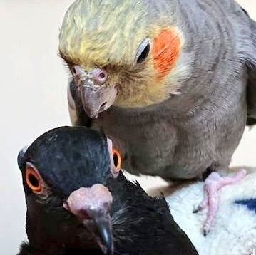 🕊️鳥飼さろめ️🕊️さんのプロフィール画像