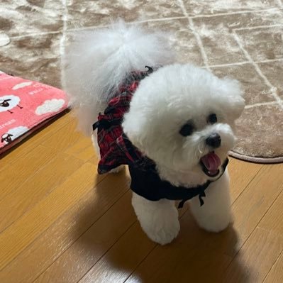 #工藤綾乃 ちゃん✨ #ぶんちょう恋物語 🎤 (ラブストーリー)応援してます ꉂꉂ📣松本伊代親衛隊 ISP関東本部 元全国隊長 (@14iyo621) 1口馬主🐴やってます (@co_co810)