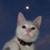 cat business (@tommydanko) Twitter profile photo cat business (@tommydanko) Twitter profile photo