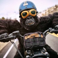 Ziggy (@ziggy1000x) 's Twitter Profile