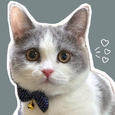 potemaru_0803's profile picture. 愛猫マンチカン♂ぽてまる🐱🐾🤍🩶🤍YouTube【ぽてまるちゃんねる】遊びに来てね🥰⬇️