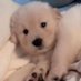 takemybear 🐶 (@takemybear) Twitter profile photo takemybear 🐶 (@takemybear) Twitter profile photo
