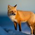 Fox hub (@anima1slove) Twitter profile photo Fox hub (@anima1slove) Twitter profile photo
