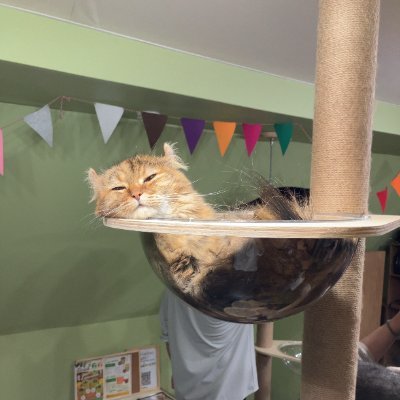 taiyo6060's profile picture. 社内SE
最近コミュニティへの参加やアウトプットに積極的です。
ブログ↓
https://t.co/FmRnUSSMQp