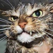 AnkBir1266's profile picture. And now for something completely different...
Non facile me devorari sinam