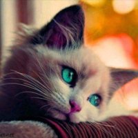 ladybird (@ladybird_1023) Twitter profile photo