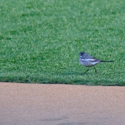 cosioppo's profile picture. 波を立てずに穏やかな暮らしで