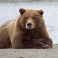 BearDCubs (@beardcubs) 's Twitter Profile