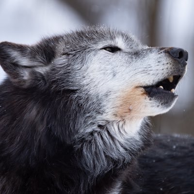 kotaka🐺🐬🦊🔭さんのプロフィール画像