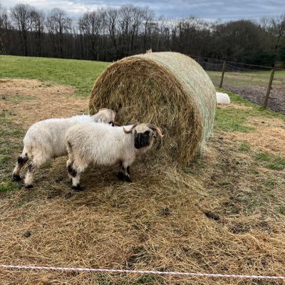 laymangao's profile picture. Sales in Biotech