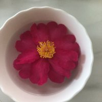 カメリア🌸 (@kaorin292) Twitter profile photo