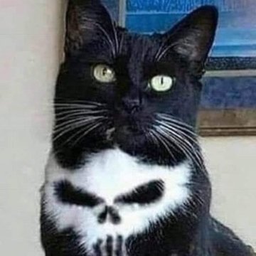 MikaQajaq17's profile picture. Très Résistant !