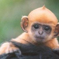 CheesemonkeySF (@cheesemonkeysf) 's Twitter Profile Photo CheesemonkeySF (@cheesemonkeysf) 's Twitter Profile Photo